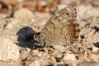 Hipparchia statilinus